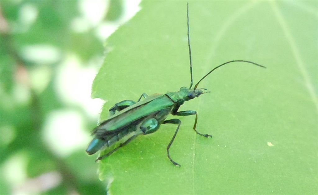 Oedemera nobilis maschio